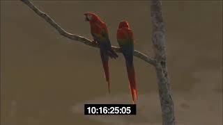 Macaws String Ensemble Orchestration