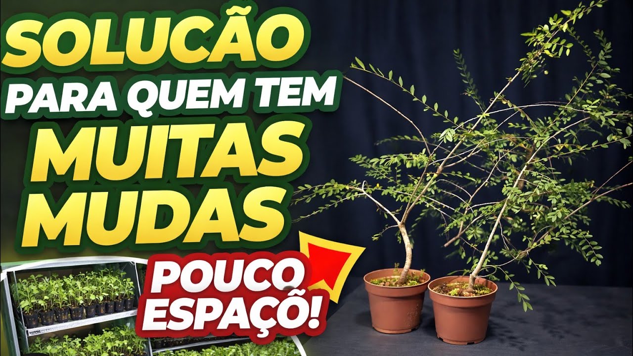 Muitas mudas pouco espaço essa é a solução 