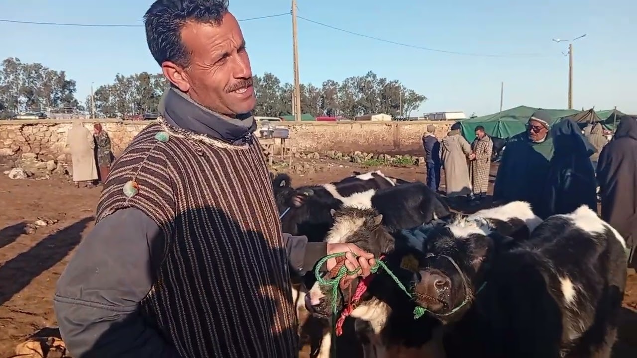 فيديو جديد من رحبة المواشي سوق حد السوالم إليكم الأثمنة 