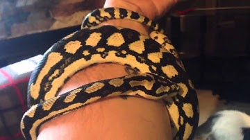 Jungle Carpet Python - Handling