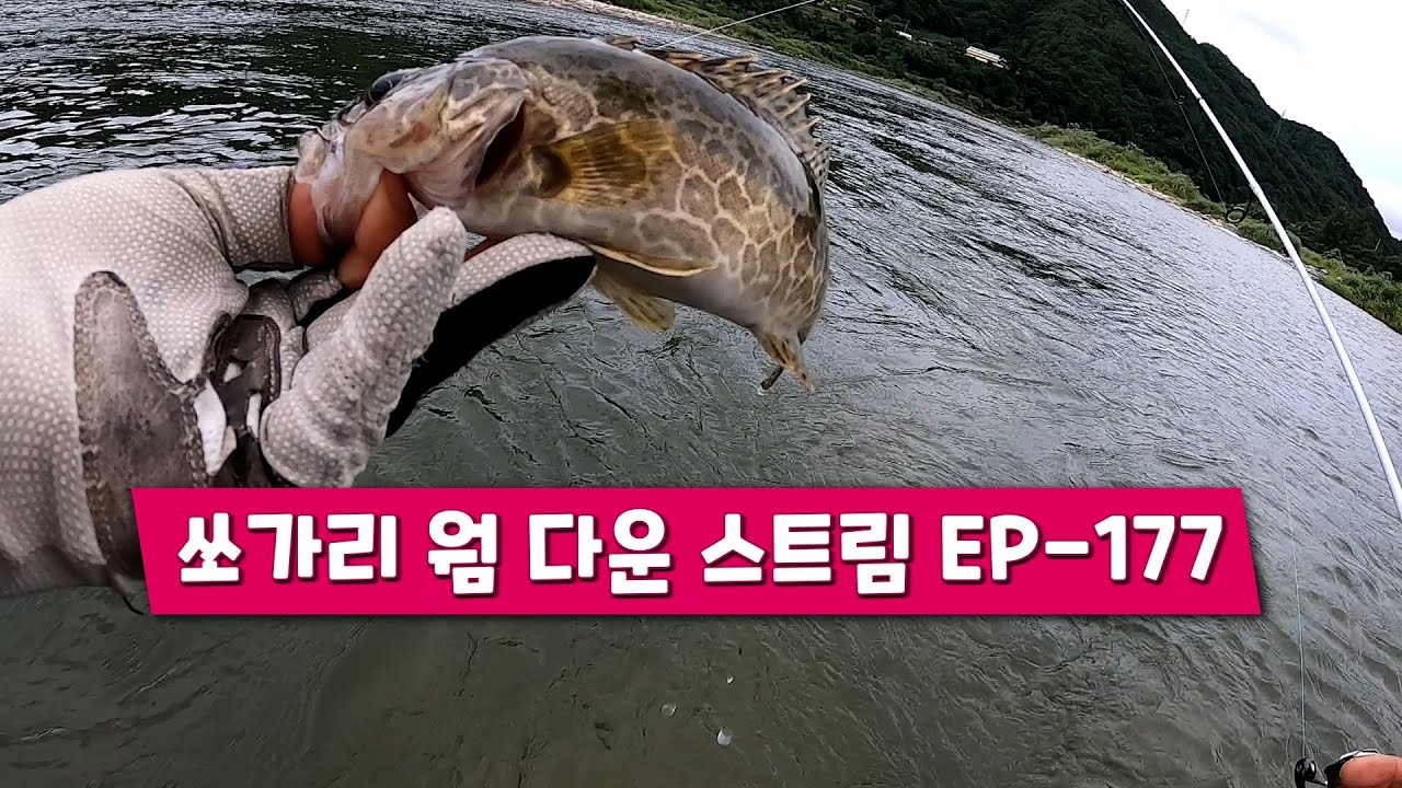 쏘가리 웜 다운스트림 팁  .태풍전야에 .. EP-177