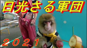 日光さる軍団 Youtube