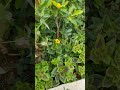 霧と初雪の冷たい朝,Beautiful flower,flower #Shorts 13