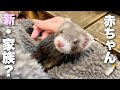 超可愛い赤ちゃんフェレットをお迎え。したい。