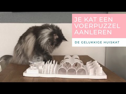 Video: Hoe Leer Je Een Kat Om 