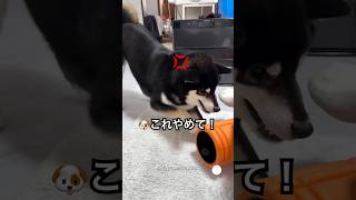 ストレッチを始めた瞬間…ローラーにキレる柴犬 #柴犬 #黒柴 #犬 #面白い #犬のいる生活