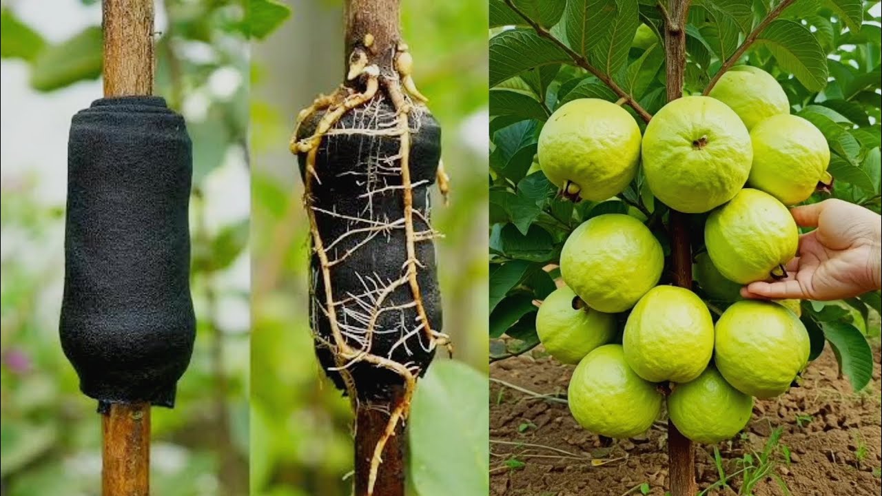 Cool Method, How to Grafting Guava Trees By Air Layering - YouTube