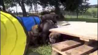 C-Wurf Schafbachmühle 5 Wochen Und 3 Tage Alt