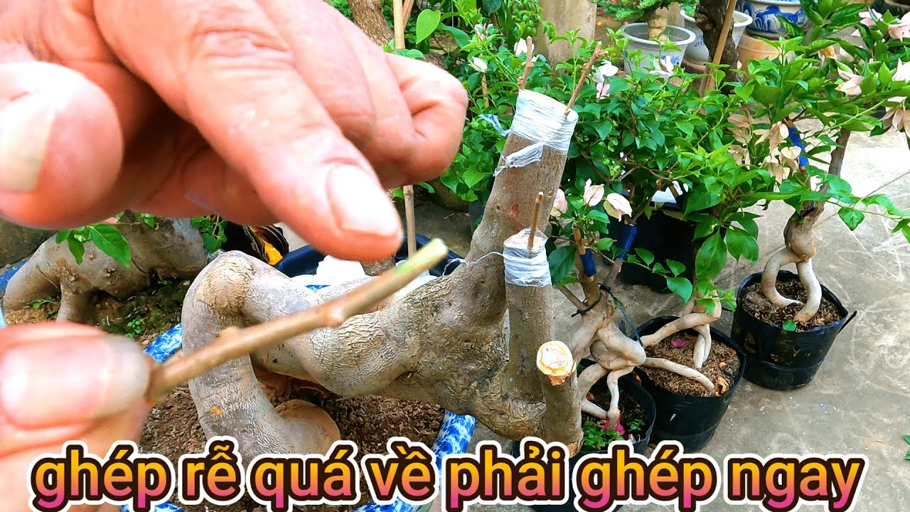 Hướng dẫn ghép hoa giấy . Vào gốc giấy Mỹ ai làm cũng được