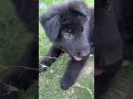 Blackie trying to bite the phone #puppy #gsds #germanshepheard