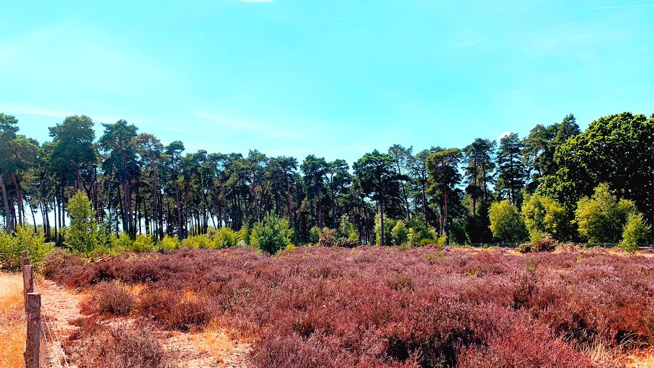 Walking UK's Magnificent Woodlands | RSPB The Lodge (Part 2)