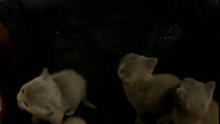 British Shorthair Cats Sale in Portland, OR