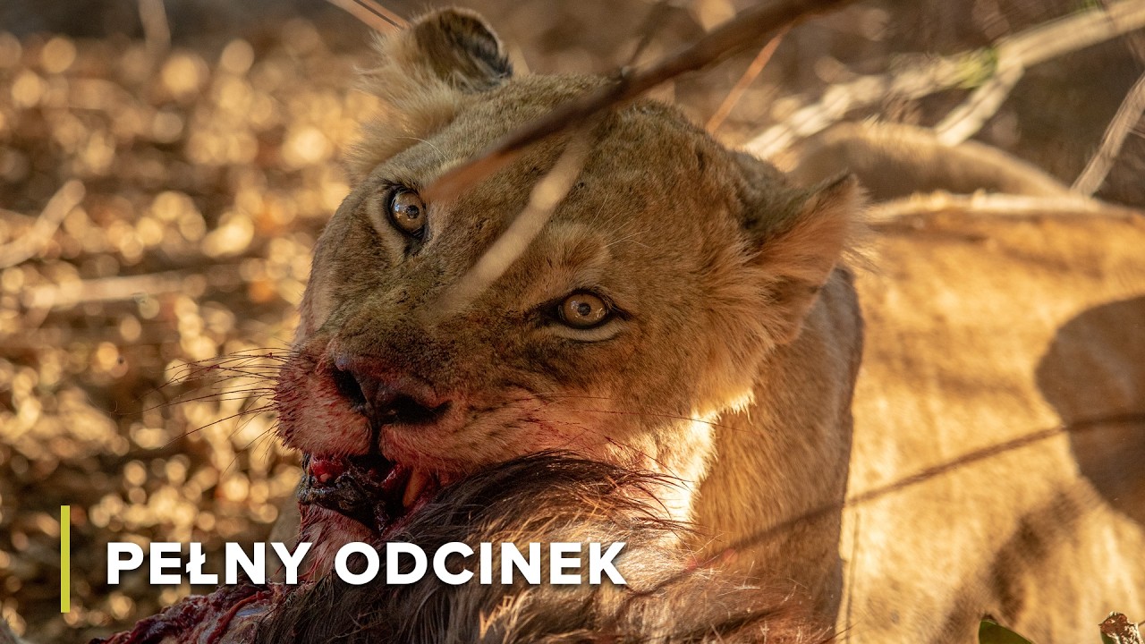 Sztuka oszukiwania | Cuda natury 102