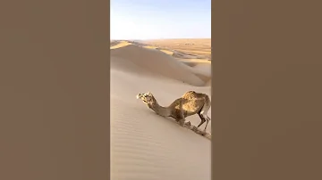 الجمل سفينة الصحراء الحيوان الع صامي 