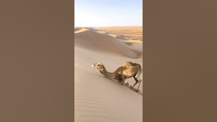 الجمل سفينة الصحراء ❤️ الحيوان العُصامي