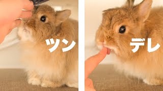 なんだかんだ遊んでくれるツンデレうさぎNo.290