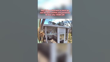 Day 13 Mama blue back to check her nest box with carefully and guarded by Mr blue after HOSPs left