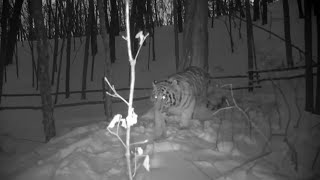 Public Amur Tiger Encounters in Russia during 2023