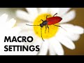 10 Camera/Flash Settings for Macro Photography