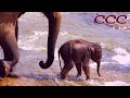 🐘 Can Baby Elephants Walk From Birth? (Part Two) Cutest Moment Ever Caught On Camera!