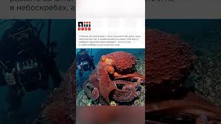 Кто выживет если человечество умрет?