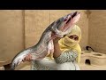 fish cutting skills,Fish fry,giant fish cooking, primitive technology fish,so lucky day found a fish
