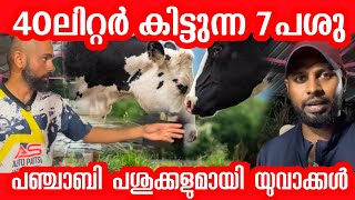 40 liter 7 250 punjab cows