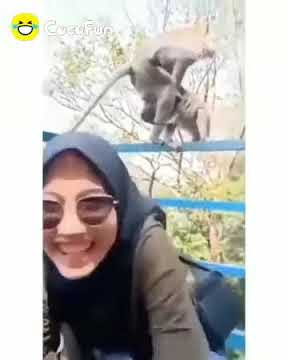 STORY WA LUCU 30 DETIK MONYET MANTAP MANTAP 😂