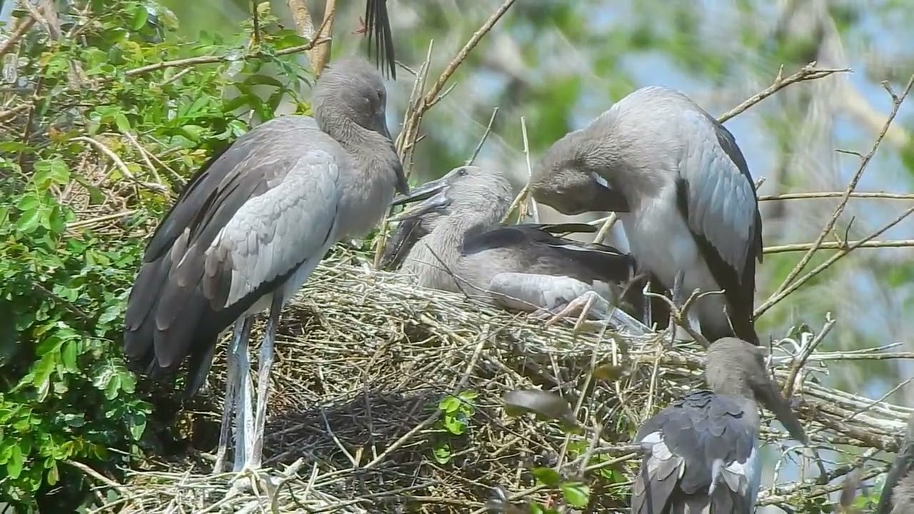  crane  nesting family  bird#birds #nest#nest #animals