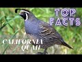 California quail facts  california valley quail  valley quail  state bird of california 