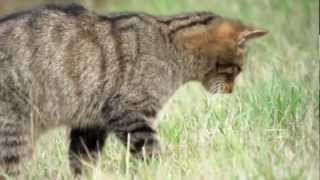 Gato Montés de caza y Zorro paseando