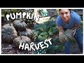 Kent Pumpkin Harvest and How to Tell When They're Ready