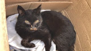Torn Ears and a Nose Full of Crust  Rescue of a Fighter Cat !!
