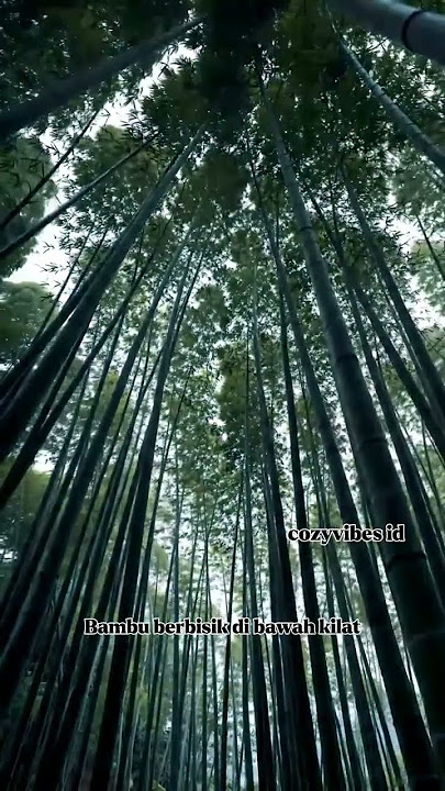 Badai Petir di Hutan Bambu Malam #BambooForest #shortvideo #shorts