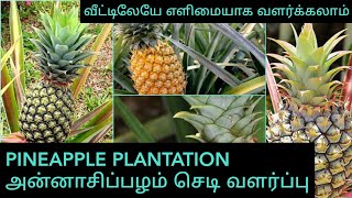 Pineapple Plantation in Tamil | அன்னாசிப்பழம் செடி வளர்ப்பு | Organic Farming | Mani Terrace Garden