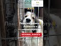 РЕКВИЗИТЫ В ШАПКЕ ПРОФИЛЯ. Не будьте равнодушными… #рек #рекомендации #помощьбездомным #приют