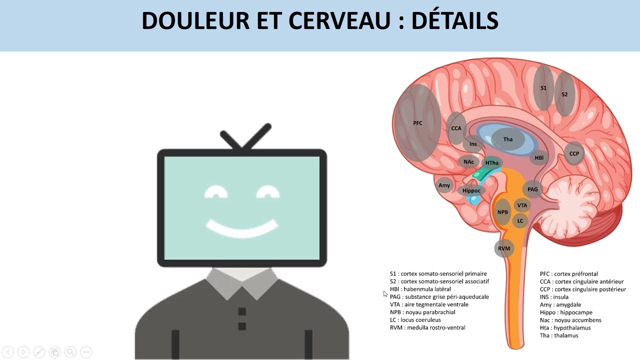 La douleur chronique fonctionnelle : détails cerveau et des connexions impliquées dans la douleur