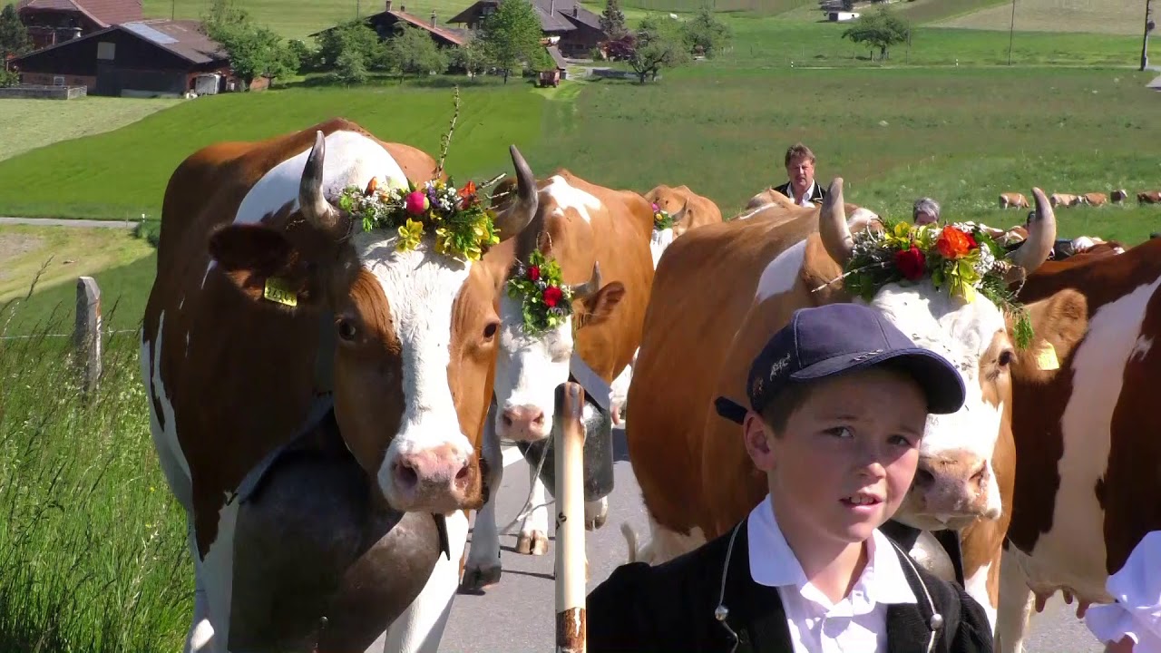 Alpauffahrt Rufeli am 19.  Mai 2020, (Hintergrund Musik ab neuer CD Jodlerklub Blasenfluh Oberthal)