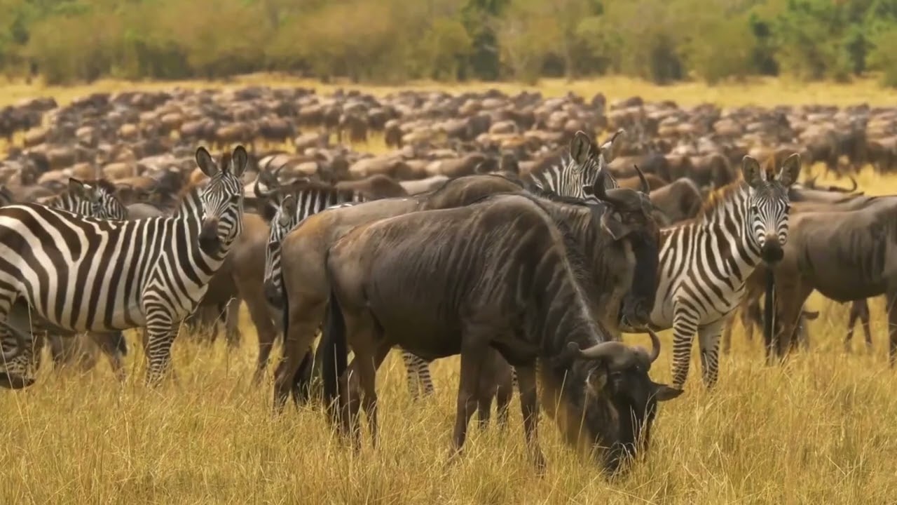 The Secret Behind Africa’s Great Migration !! Africa great migration 