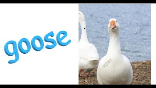 10 hours of complete darkness broken by random geese honks