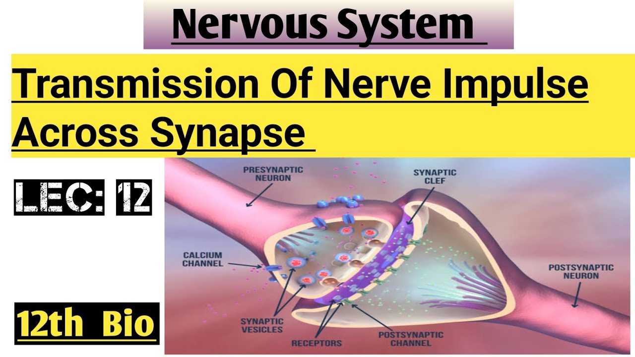 Transmission Of Nerve Impulse across the Synapse|Mechanism|Chemical ...