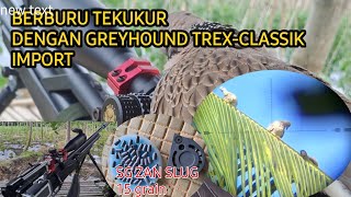 GREYHOUND T-REX CLASSIC [ ENAK BUAT HUNTING SHORT -MIDDLE]  SUPORT SLUG LOKAL ❗️❗️