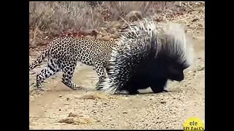 इस अजगर सांप ने स्याही को जिंदा ही निगल लिया था 😱| सबसे बड़ा सांप#shorts#अजगर#anaconda#hindicoundown