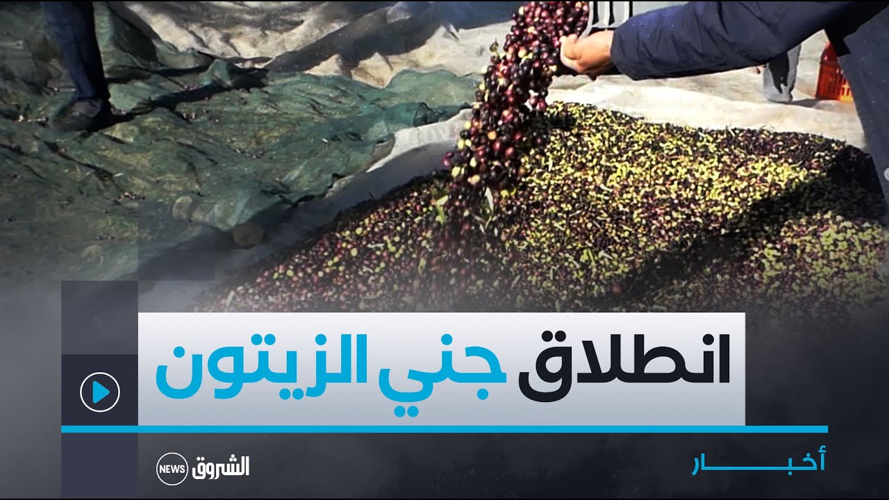 برج بوعريربج.. انطلاق موسم جني الزيتون وسط تباين في وفرة الإنتاج من منطقة لأخرى