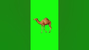 Camel Walking Cycle on  Green Screen #greenscreen #animal #yt  #camel