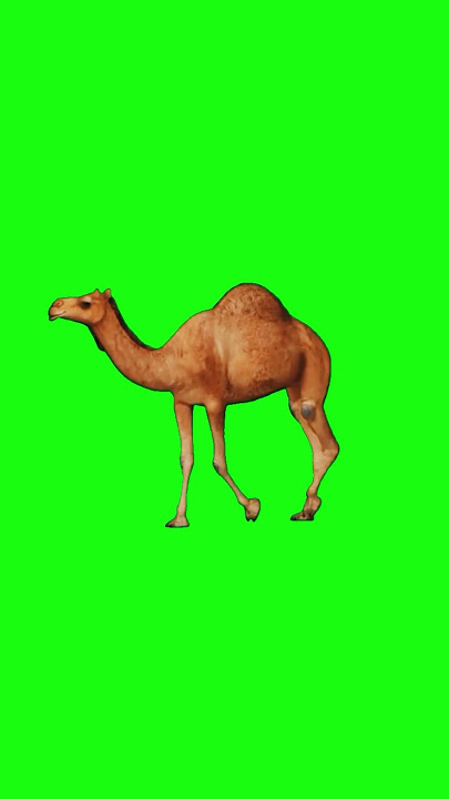 Camel Walking Cycle on  Green Screen #greenscreen #animal #yt  #camel