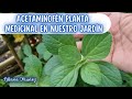 ACETAMINOFEN PLANTA MEDICINAL/Liliana Muñoz