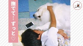 寝るまでナデナデして欲しいワンコ、「顔面お手」でおねだり♡【PECO TV】