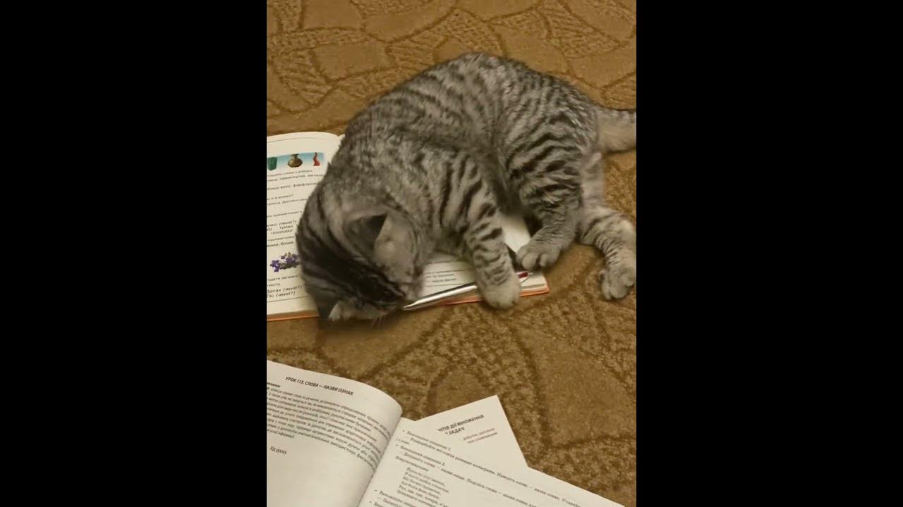 Вип кот. Вип кот