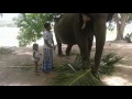 Elephant Ride